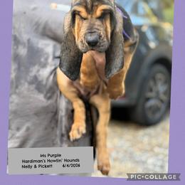 Girl 4 - Black and tan female Bloodhound puppy in Dillwyn, Virginia from Hardiman’s Howlin’ Hounds