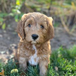 White Male - Apricot male Goldendoodle puppy in Great Falls, Montana from Montana Goldendoodles