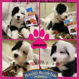 INGRID - Black and white female Old English Sheepdog puppy in Charlo, Montana from Heavenly Hilltop Farm