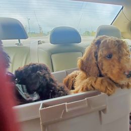 Poodle Puppies from Elliott's Elite Poodles