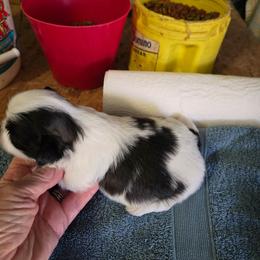 GIRL 1 - Black and white female Shih Tzu puppy in Hampstead, Maryland from Shawny's Shih Tzus