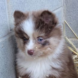 Female - Merle female Pomsky puppy in Gladstone, Virginia from Rustic Charms Miniature Huskys
