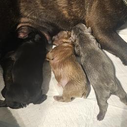 French Bulldog puppies from Vivante French Bulldogs