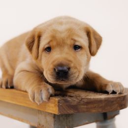 Storm - Yellow male Labrador Retriever puppy in Allons, Tennessee from UC Labradors LLC