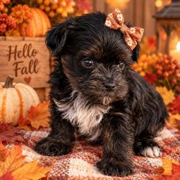 Mahlia - Black and tan female Yorkipoo puppy in Lebanon, Kentucky from Mosaic Merle Doodles