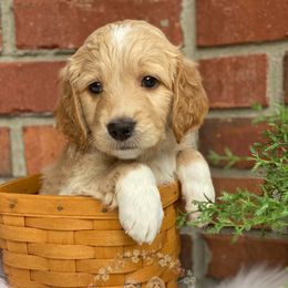 Aussiedoodle Puppies from Ridgeline Doodles