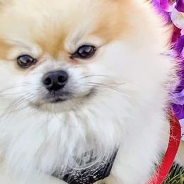 Pomeranians from Puffurbabies-norcal