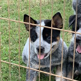 Australian Cattle Dog Puppies from Star Ranch Australian Cattle Dogs