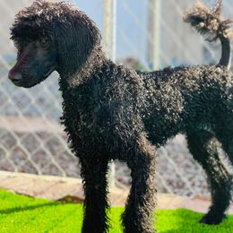 Miniature Schnauzer and Poodle All Grown Up from Bewitching Kennels