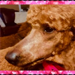 Poodle Puppies from Prissy Pants Poodles LLC