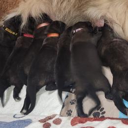Girl 1 - Reddish brown Leonberger puppy in Perry County, Pennsylvania from Corazon de Leon Leonbergers