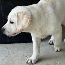 Labrador Retriever puppies from Ashurov Labs