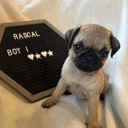 Boy 1 - Fawn male Pug puppy in Norborne, Missouri from Pug Palace