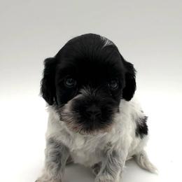 Jolene - Black female Australian Labradoodle puppy in Denton, Texas from Dignity Labradoodles