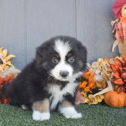 Coach - Black tri-color male Australian Shepherd puppy in Fallon, Nevada from Double H Australian Shepherds