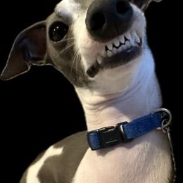 Italian Greyhound All Grown Up from Quality Italian Greyhounds