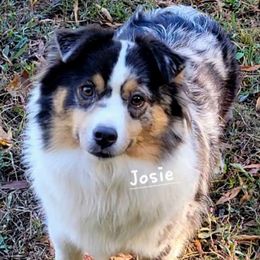 Josie - Miniature Australian Shepherd