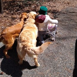 "best friends" Golden Retriever All Grown Up from Golden Acres LLC