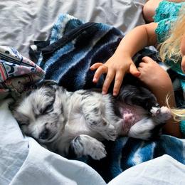 Australian Shepherd and Miniature Australian Shepherd Puppies from Painted Blue Aussies