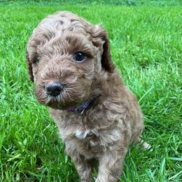 Eloise - Red  female Goldendoodle puppy in Fairmont, West Virginia from Mountainside Doodles, LLC