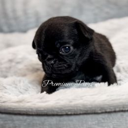 Stella - Pug puppy from Premium Pugs