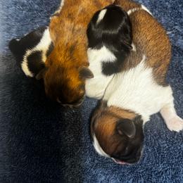 Luna - Black and white female Shih Tzu puppy in Detroit, Michigan from Friends4everkennel LLC