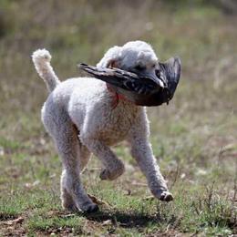 Maggie - Poodle