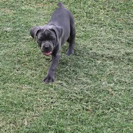 Yellow Collar male - Gray male Cane Corso puppy in Granbury, Texas from La Muerte Corso Kennel