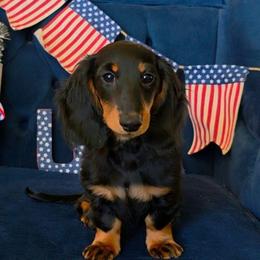 Green - Black and tan male Dachshund puppy in Georgetown, Texas from TopShelf Dachshunds