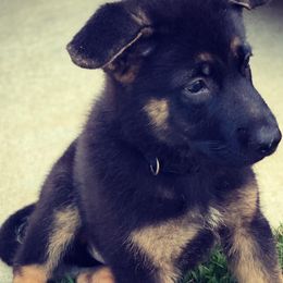 German Shepherds from Micah's German Shepherds