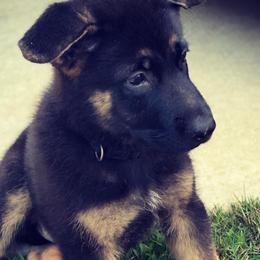 German Shepherds from Micah's German Shepherds
