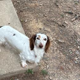 Hazel - Dachshund