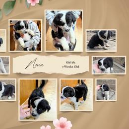 Australian Shepherd and Great Dane Puppies from AEW Farm