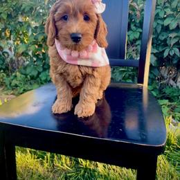 Goldendoodle, Maltipoo, and Poodle Puppies from Winchester Hills Poodles and Doodles