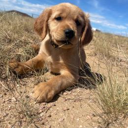 Ty - Golden male Golden Retriever puppy in Wellington, Colorado from High Country Golden Retrievers