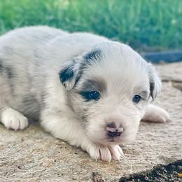 Sara - Blue merle female Australian Shepherd puppy in Wauneta, Nebraska from 4H Aussies