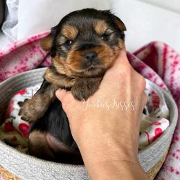 Athena - Blue and gold female Yorkshire Terrier puppy in Kendallville, Indiana from Yorkies Kisses/Rusalka Siren Song