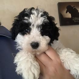 Pepper - Parti female Poodle puppy in Haddam, Kansas from Golden B Acres