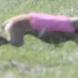 Italian Greyhounds from Sue Ostrander's Italian Greyhounds