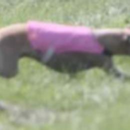 Italian Greyhounds from Sue Ostrander's Italian Greyhounds