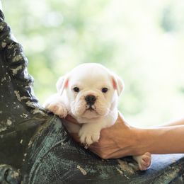 Bulldog Puppies from Brandywine Bulldogs