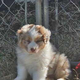 Sweet Potato - Red merle female Australian Shepherd puppy in Leavenworth, Kansas from Silverbrook Australian Shepherds