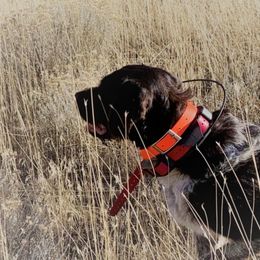 Wirehaired Pointing Griffons from Caitlin Stevens