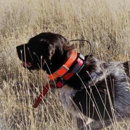 Wirehaired Pointing Griffons from Caitlin Stevens