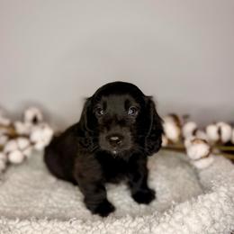 Solid Black Boy (read description) - Black male Dachshund puppy in Beaver, Pennsylvania from Meaden’s Mini Dachshunds
