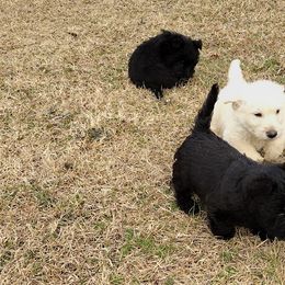 Scottish Terriers from Carsten's Scottish Terriers