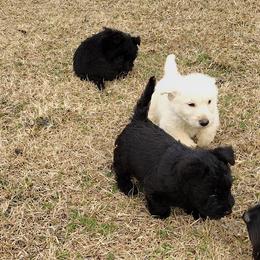 Scottish Terriers from Carsten's Scottish Terriers