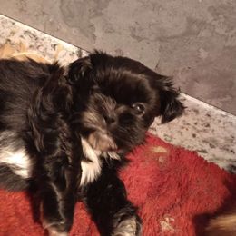 Boy 1 - Black Shih Tzu puppy in Austin, Minnesota from Bearpaw Shih Tzus