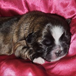 Shih Tzu Puppies from My Precious Paws - Shih Tzu