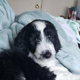 Goldendoodle, Golden Retriever, and Sheepadoodle Puppies from Guppy Puppies
